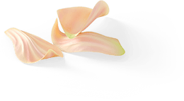 lotus flower