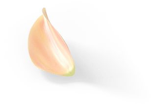 lotus flower